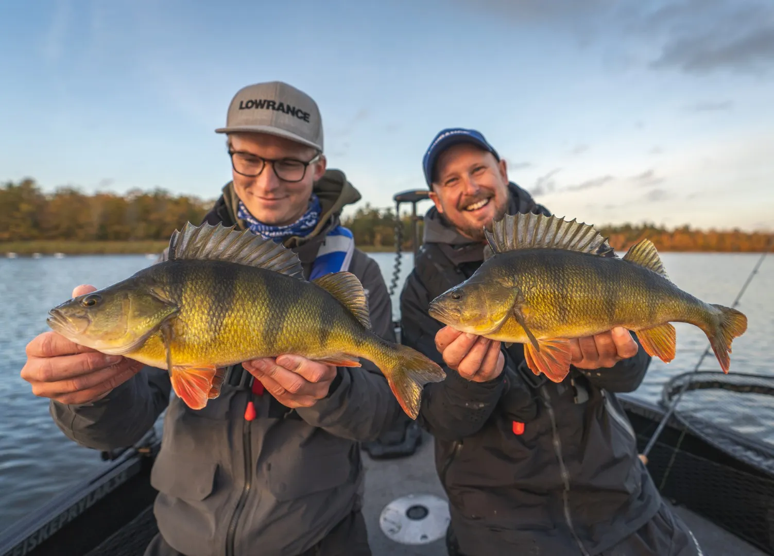 Nyfångad abborre med tydliga tigerränder