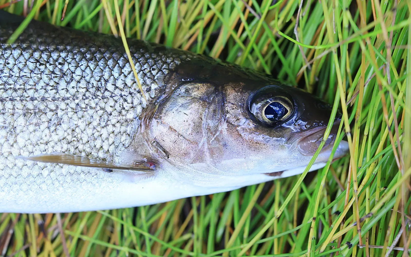 Harr fångad vid fiske