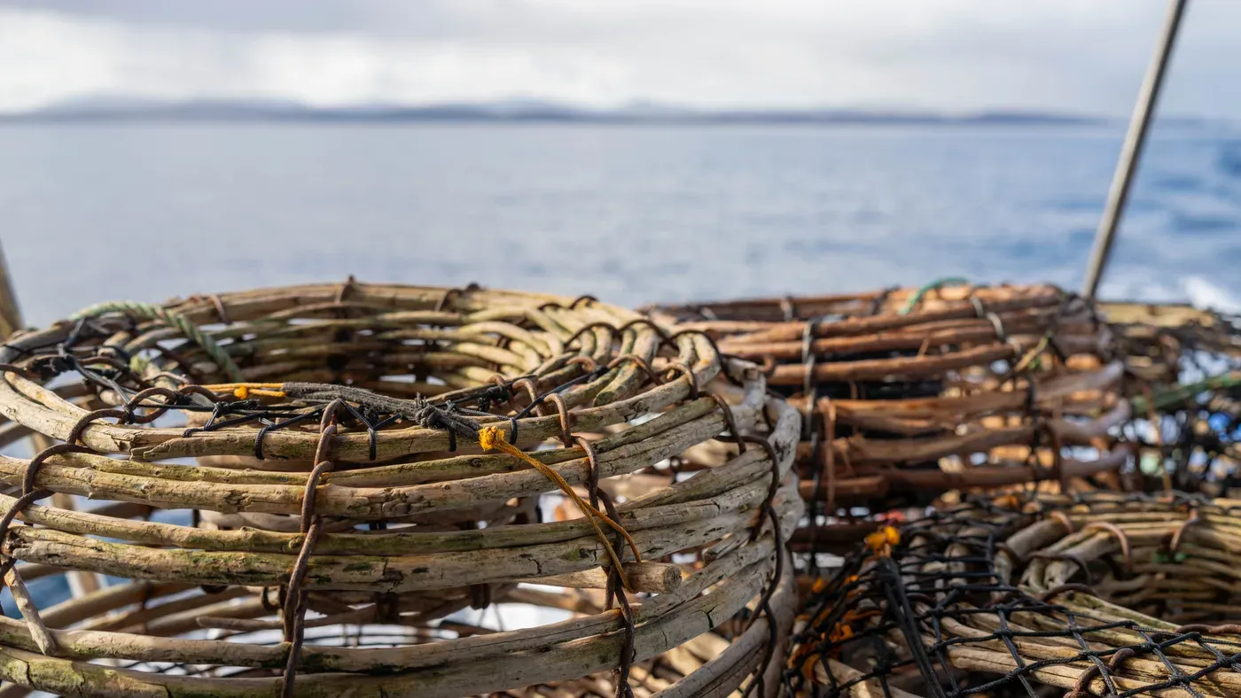Kräftburar och kräftmjärdar redo för fiske